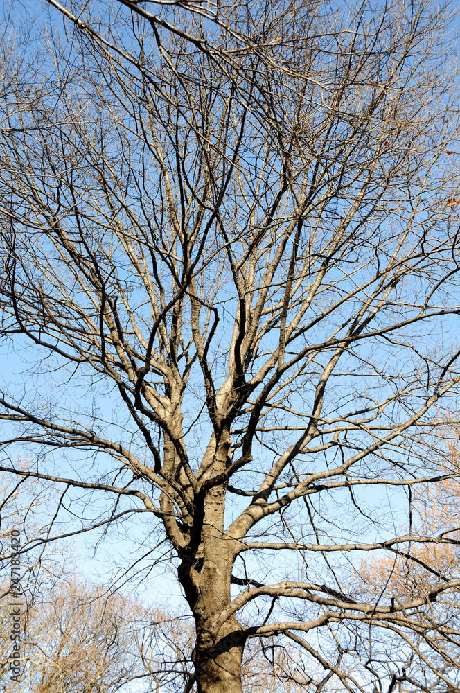 The spreading branches of leafless hibernating trees in winter against blue sky. The spreading branches of leafless hibernating trees in winter against blue sky.