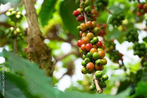 Raw Coffee bean on the tree branch in the farm