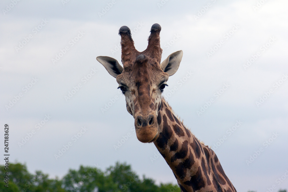 Fototapeta premium giraffe in a zoo green grass. giraffes are walking in nature