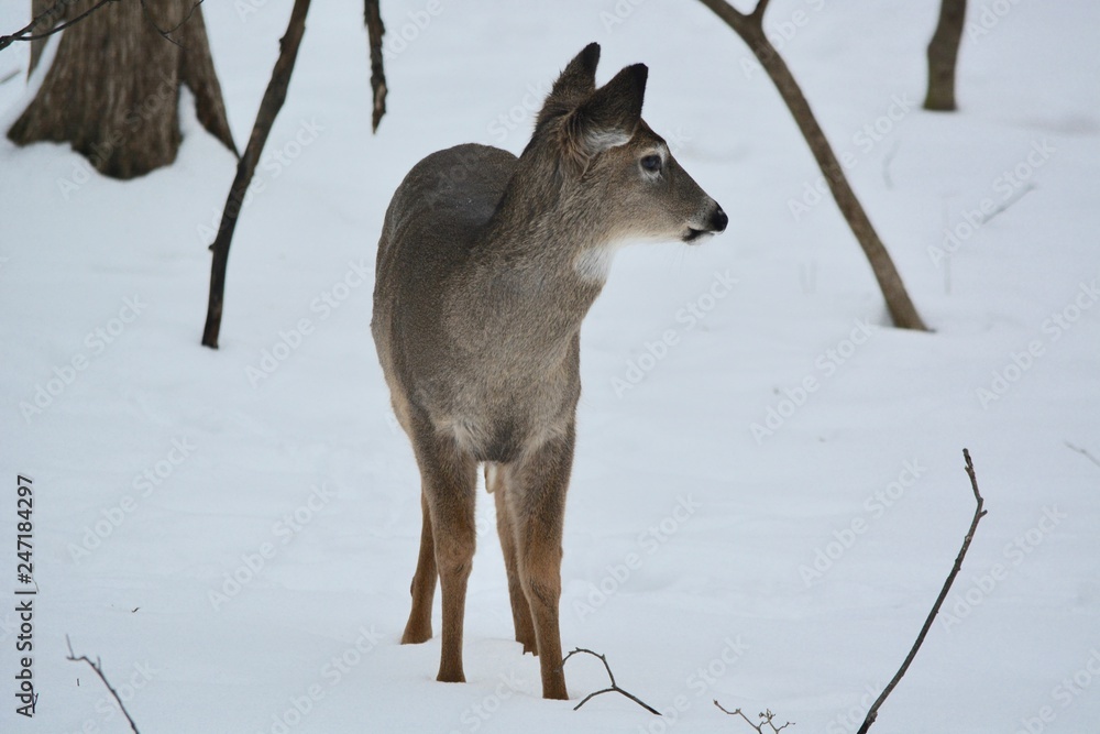 deer in the winter
