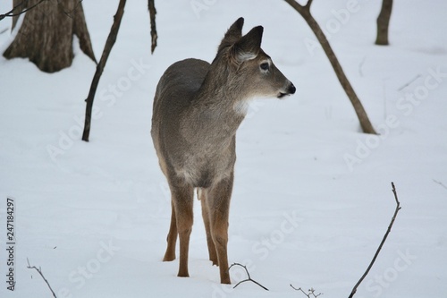 Fototapeta Naklejka Na Ścianę i Meble -  deer in the winter