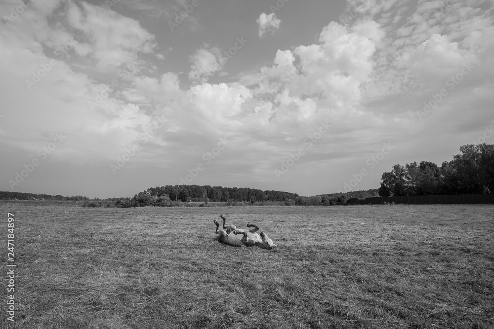horses, horse, horses, landscape, field, nature, river, summer, animals, black and white, herd