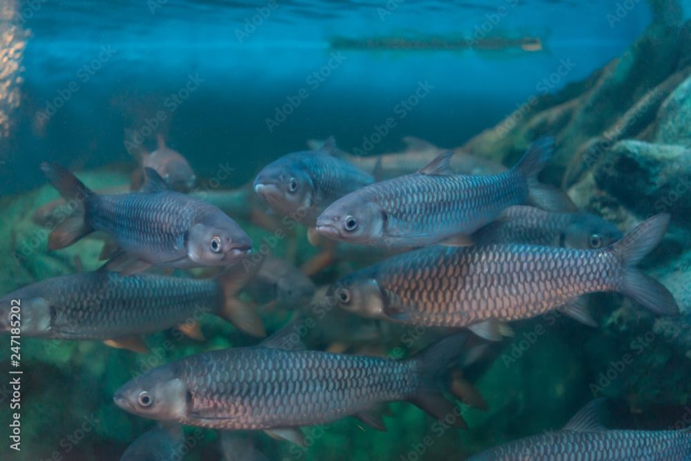 Mahseer barb (Neolissochilus stracheyi) Mahseer barb (Neolissochilus stracheyi)