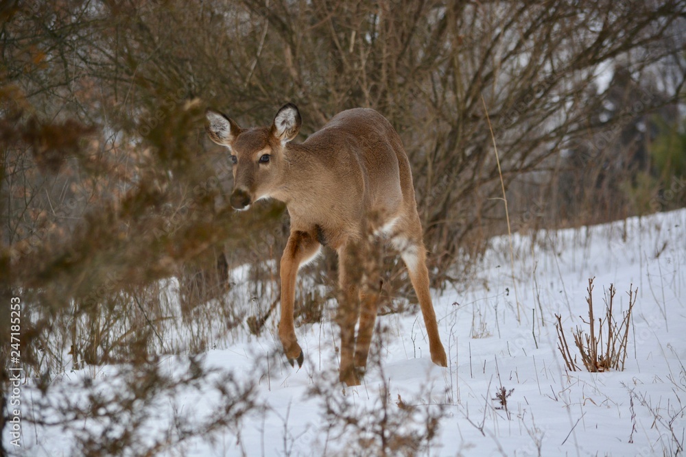 deer in winter forest deer in winter forest