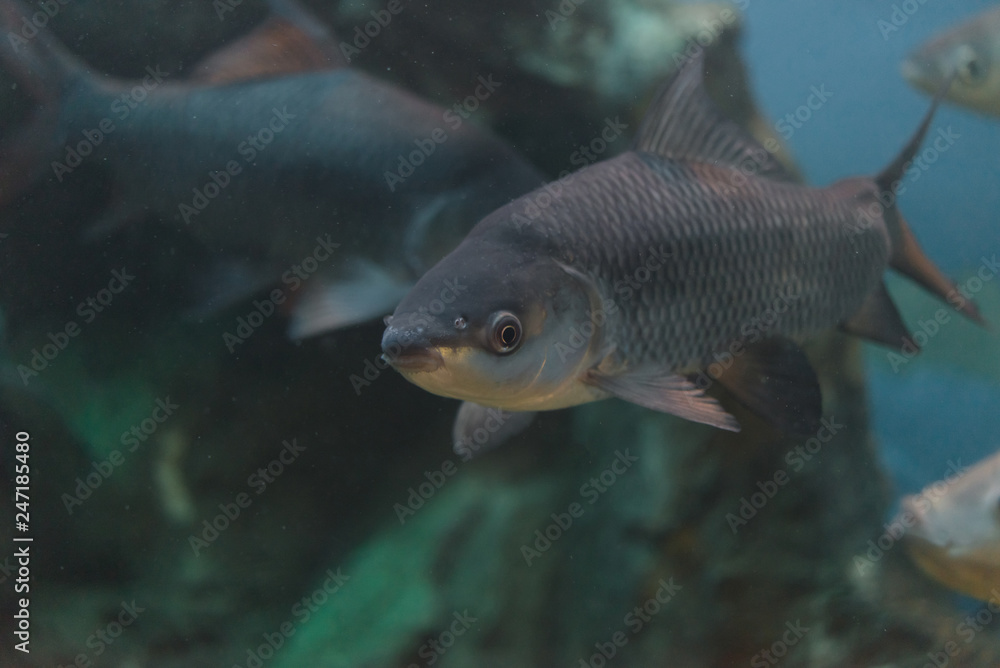 Fototapeta premium Fish : Mahseer barb (Neolissochilus stracheyi)