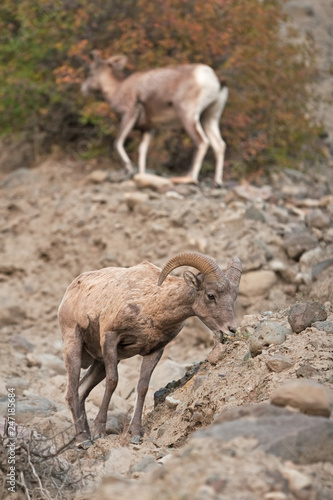 bighorn sheep, ovis canadensis