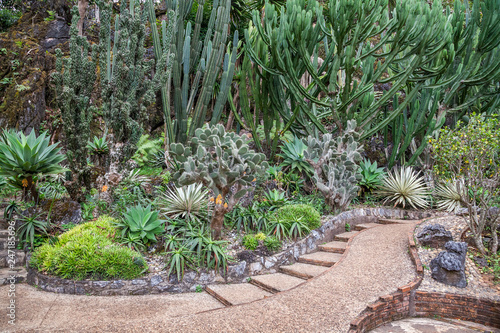 Cactus garden