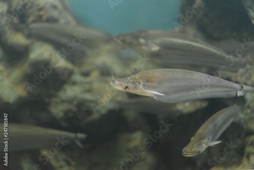 Whisker sheatfish in water,Micronema bleekwri
