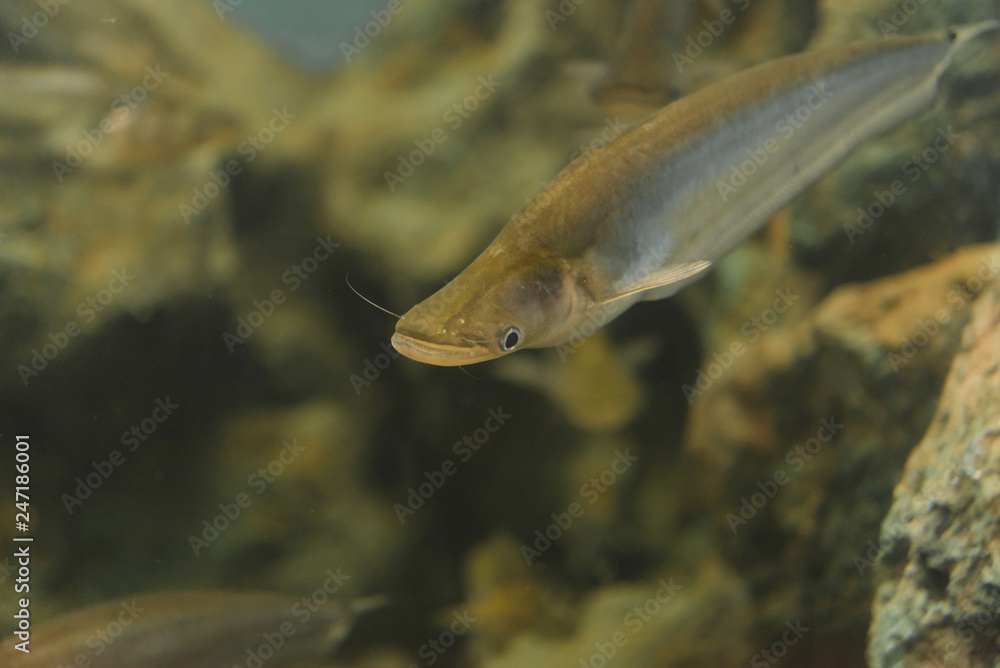 Whisker sheatfish in water,Micronema bleekwri Whisker sheatfish in water,Micronema bleekwri