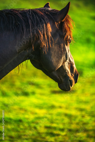 Fototapeta Naklejka Na Ścianę i Meble -  Mystic sunrise over the mountain. Wild horse grazing in the meadow, Bulgaria, Europe.