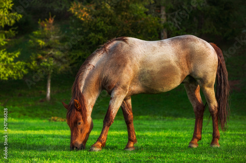 Fototapeta Naklejka Na Ścianę i Meble -  Mystic sunrise over the mountain. Wild horse grazing in the meadow, Bulgaria, Europe.