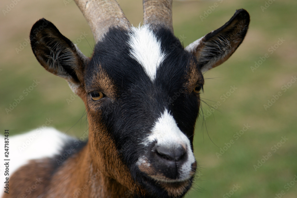 goat portrait looks gentle eyes. her look is very pritty