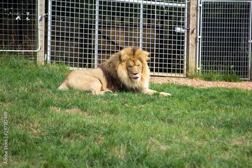 The lion lies on a green grass in a zoo. nature