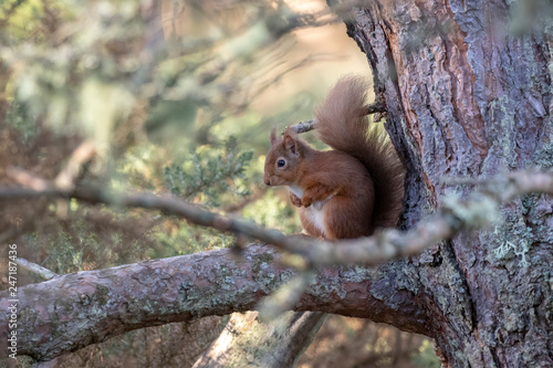 red squirrel, Sciurus vulgaris, close up while moving and eating nuts on a birch branch with lichen in Scotland during winter.