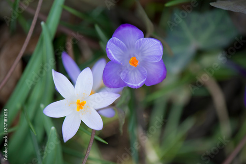 White and purple flower on the meadow, spring flower