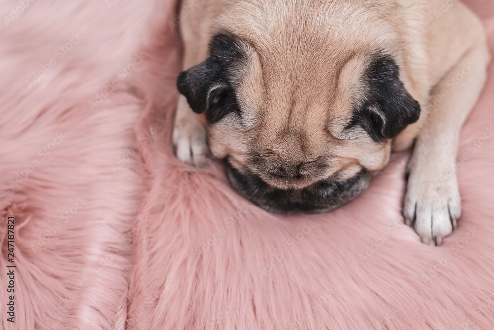 Cute pug is sleeping on pink fur carpet. Sleepy and cozy concept. Cute pug is sleeping on pink fur carpet. Sleepy and cozy concept.