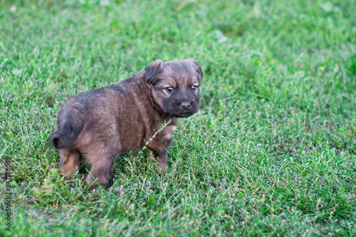 A small puppy on a green grass background looks back_
