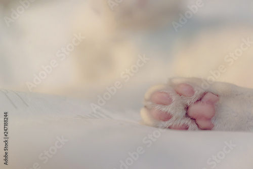 Cat feet,Cat's paws ,white cat sleeping