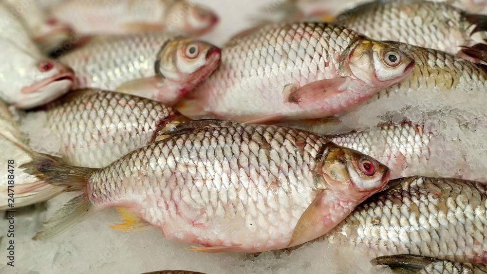 Fresh fish for cook Fresh fish for cook