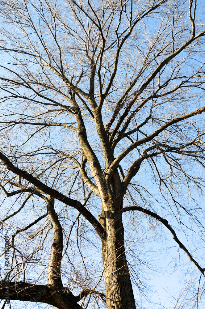 The spreading branches of leafless hibernating trees in winter against blue sky. The spreading branches of leafless hibernating trees in winter against blue sky.