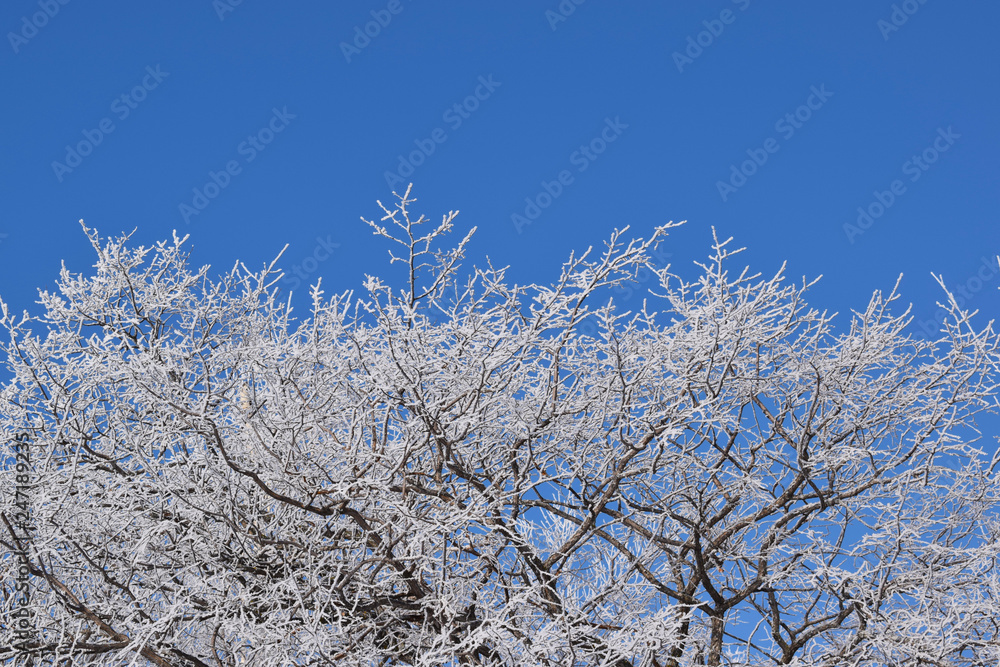 White snowy trees on blue sky background.Frosty Sunny day.