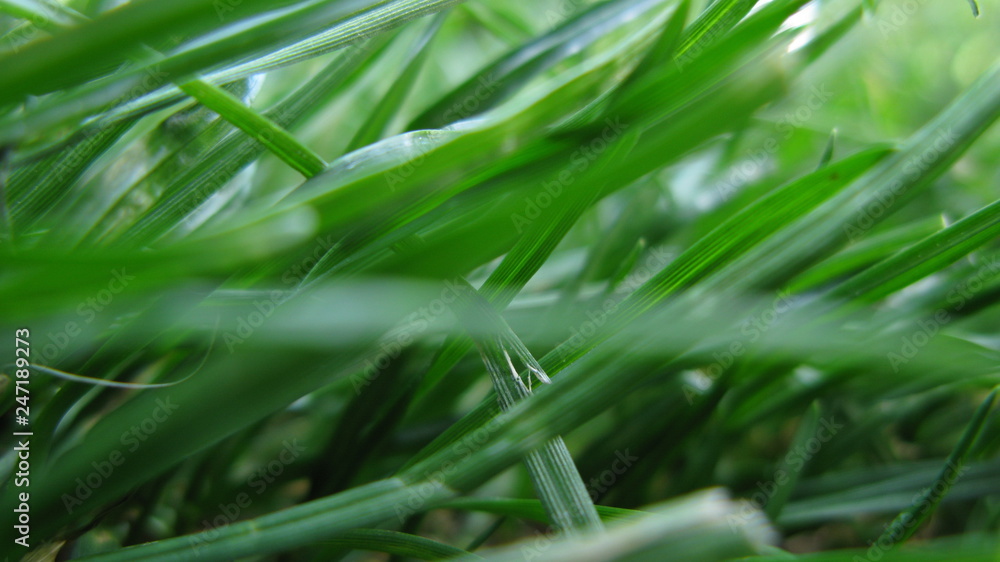 Macro Blades of Green Grass on a Summer Lawn or Meadow Macro Blades of Green Grass on a Summer Lawn or Meadow
