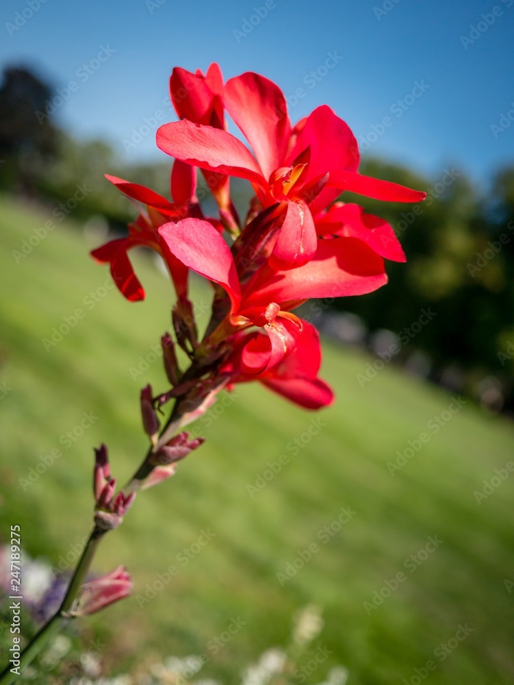 Red flower in park