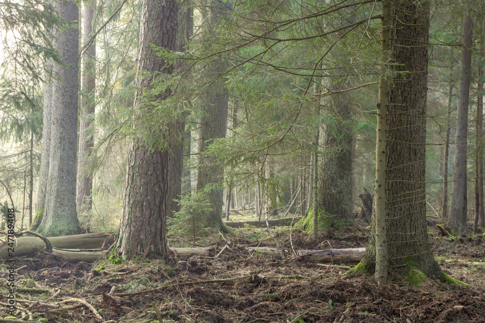 Spruce stand of Bialowieza Forest in morning Spruce stand of Bialowieza Forest in morning