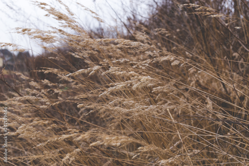 Nature background with october weathered grass and dull sky. Soft focus. Toned. Nature background with october weathered grass and dull sky. Soft focus. Toned.