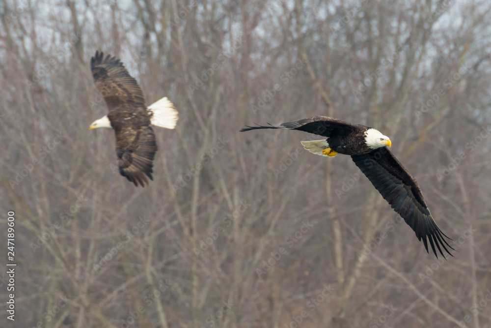 A Wild, Mature Bald Eagle Catching Fish in the Iowa River A Wild, Mature Bald Eagle Catching Fish in the Iowa River