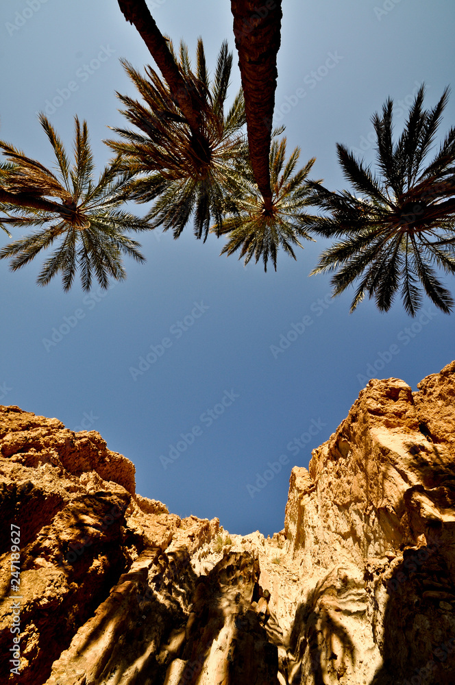 Bergoase Chebika, Sahara Wüste, Tunesien, Afrika Bergoase Chebika, Sahara Wüste, Tunesien, Afrika