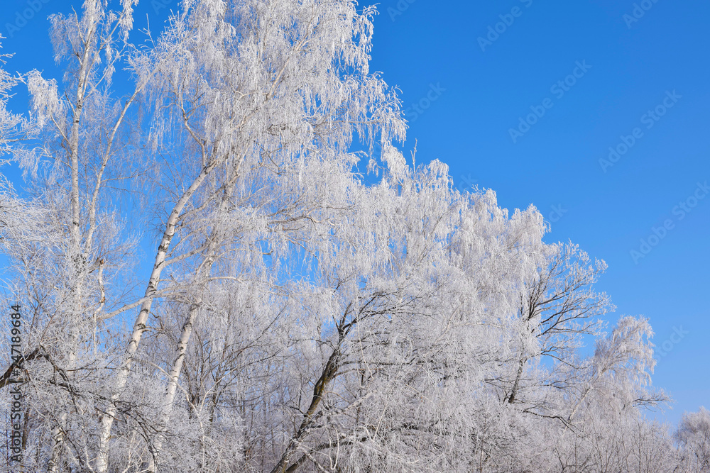 White snowy trees on blue sky background.Frosty Sunny day. White snowy trees on blue sky background.Frosty Sunny day.