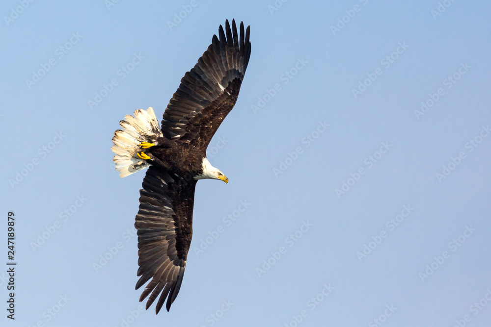 Obraz premium A Wild, Mature Bald Eagle Catching Fish in the Iowa River