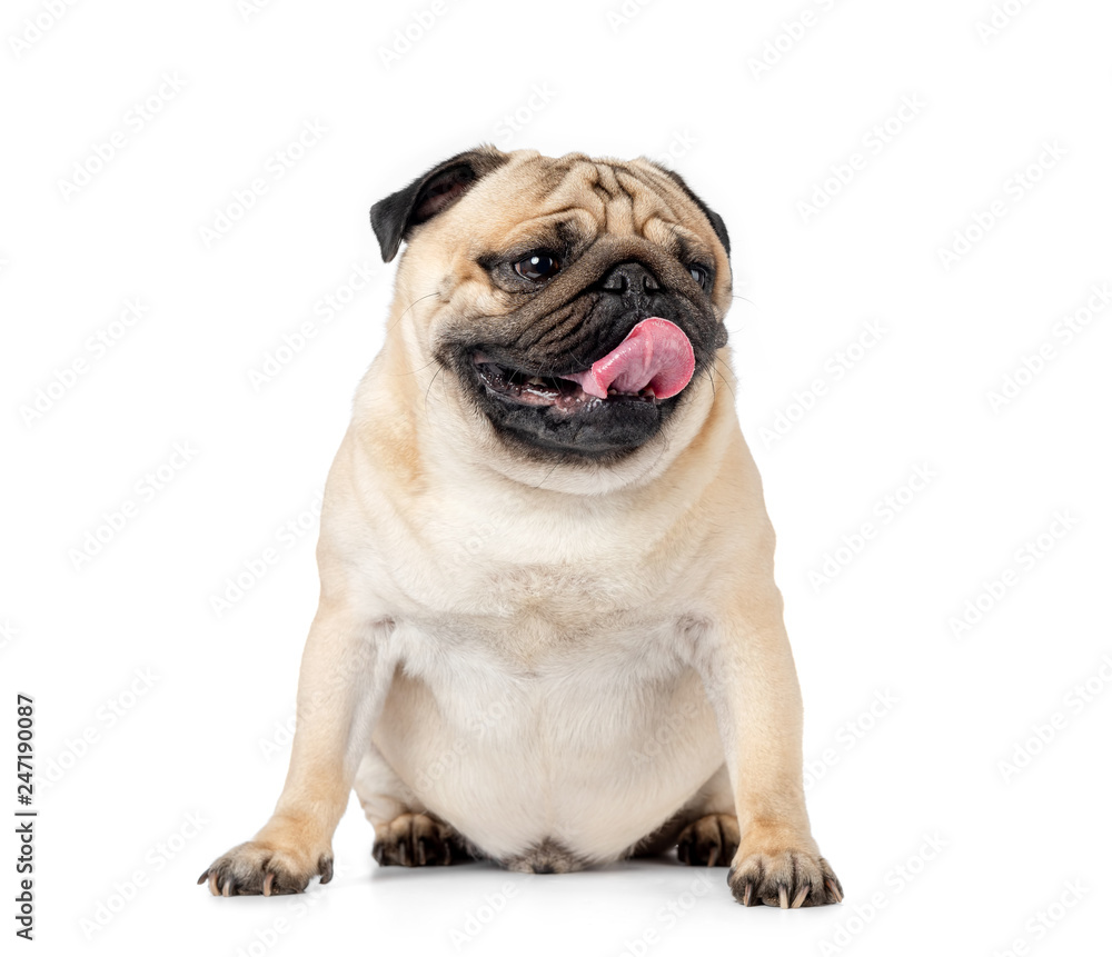 Sitting dog pug with tongue hanging out, isolated on white background.