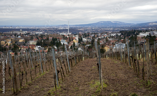 Wiener Weingärten in Ottakring photo