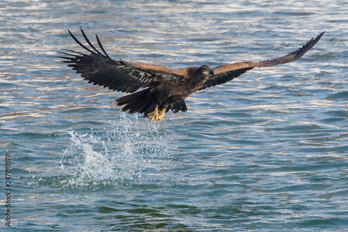 Wild  Premature Bald Eagle Catching Fish in the Iowa River