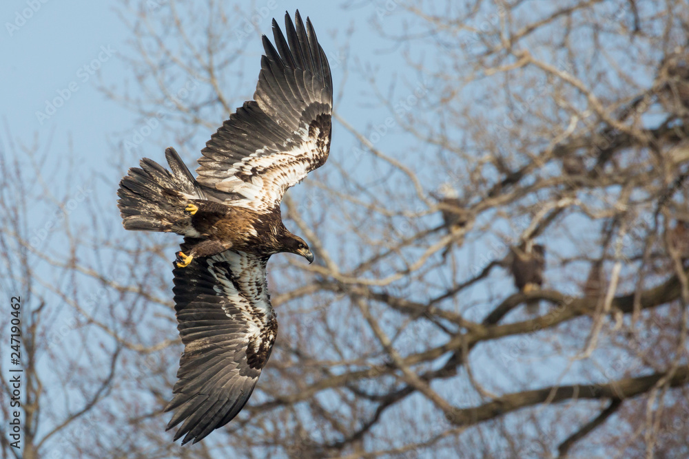 Fototapeta premium Wild, Premature Bald Eagle Catching Fish in the Iowa River