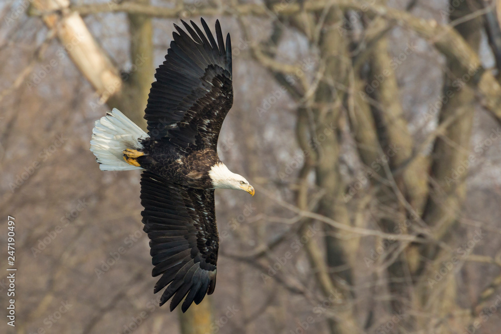 A Wild, Mature Bald Eagle Catching Fish in the Iowa River A Wild, Mature Bald Eagle Catching Fish in the Iowa River
