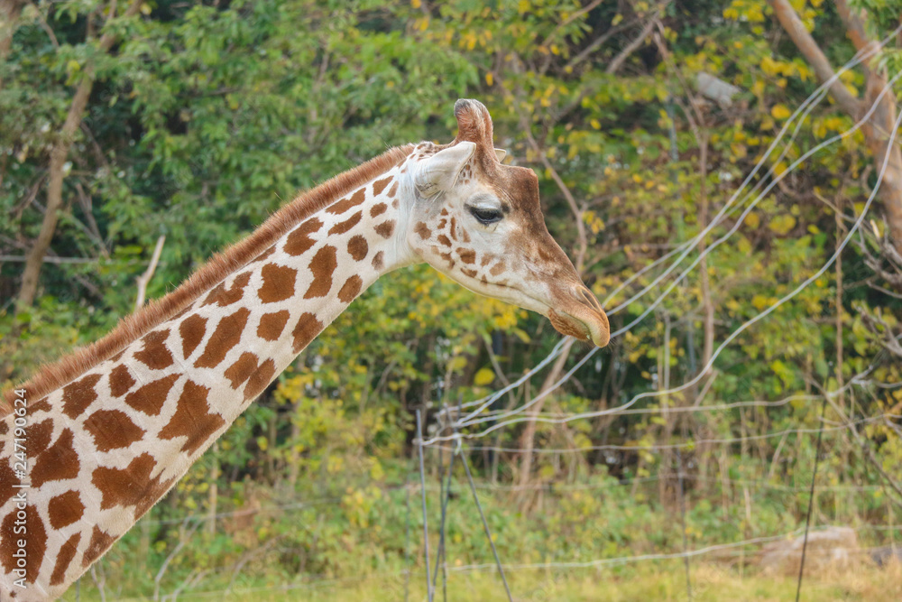 Natural lovely tall giraffe in green outdoor park. Natural lovely tall giraffe in green outdoor park.