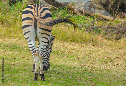 backside of a Wild zeebra on green grass land outdoor park. photo