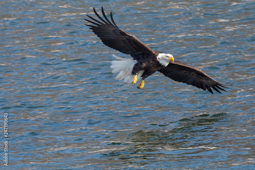 A Wild, Mature Bald Eagle Catching Fish in the Iowa River