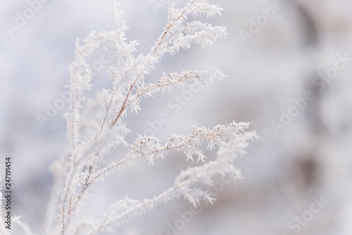 garden frost branch isolated