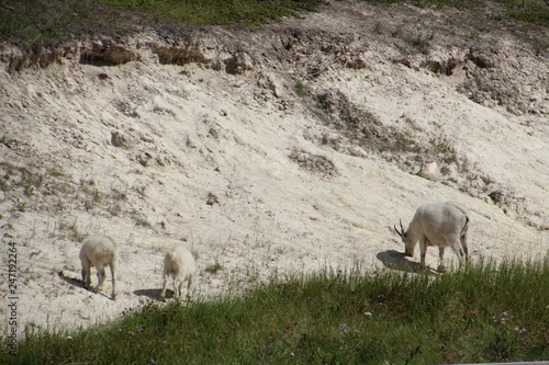 Family Of Mountain Goats, Jasper National Park, Alberta