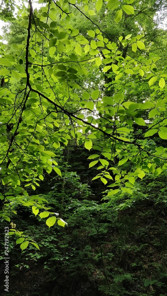 Obraz premium tree leaves