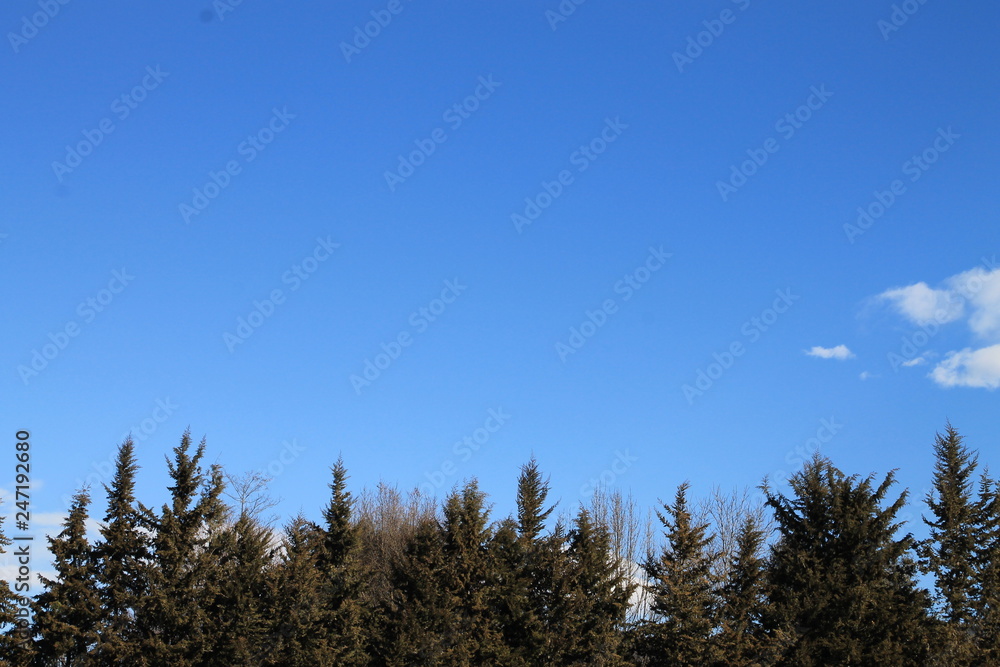 Vista de un cielo azul sobre los árboles.