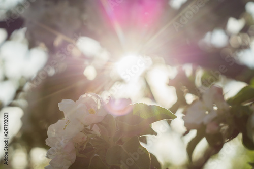 Sun rays through a blossoming apple tree branch