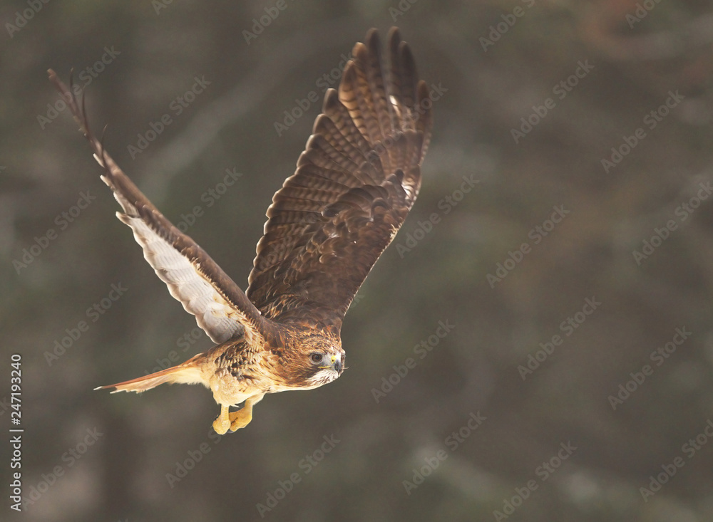 Fototapeta premium View of a flying red-tailed hawk with a great wingspan with a forest on background