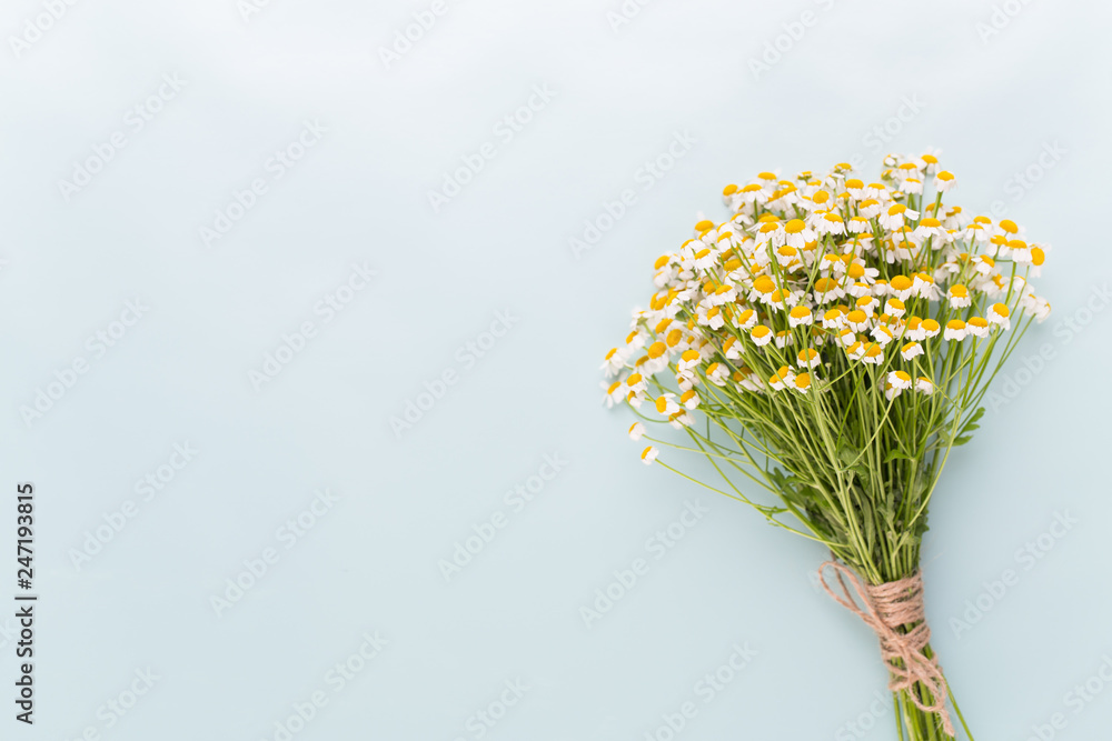Chamomile aromatherapy theme , handmade cosmetic. space for textessential and medical flowers herbs Chamomile aromatherapy theme , handmade cosmetic. space for textessential and medical flowers herbs