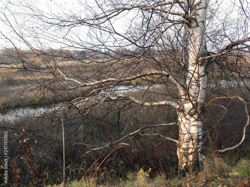 birch without leaves on a cloudy fall © Oless
