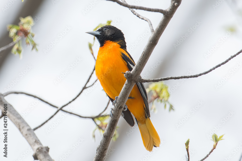 Baltimore oriole on a branch with a white overcast sky background in the Minnesota River National Wildlife Refuge Baltimore oriole on a branch with a white overcast sky background in the Minnesota River National Wildlife Refuge